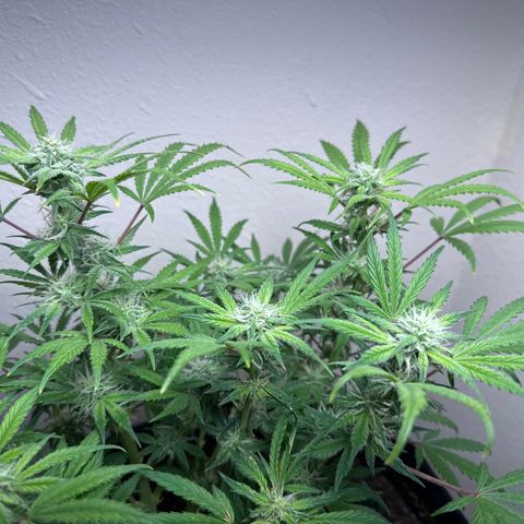 Sweet tooth growlog timeline photo