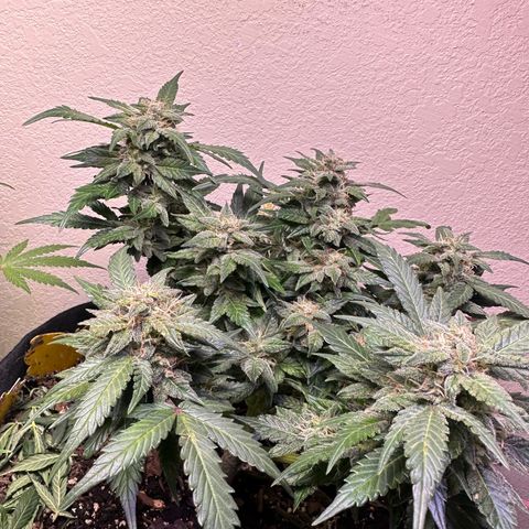 Gummy Bears growlog timeline photo