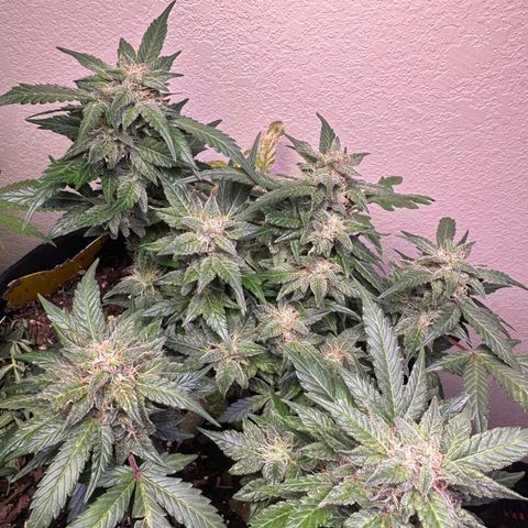 Gummy Bears growlog timeline photo