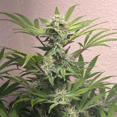 Sweet tooth growlog timeline photo