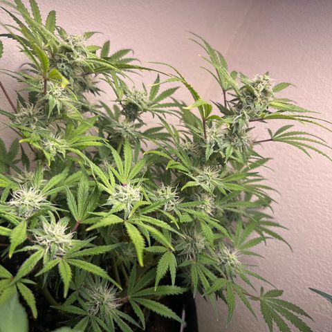Sweet tooth growlog timeline photo