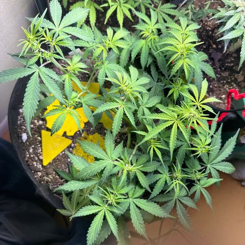 Big Bud growlog timeline photo