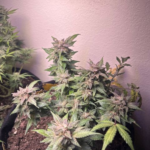 Gummy Bears growlog timeline photo
