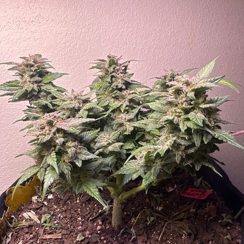 Gummy Bears growlog timeline photo