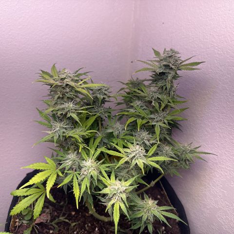 Sweet tooth growlog timeline photo