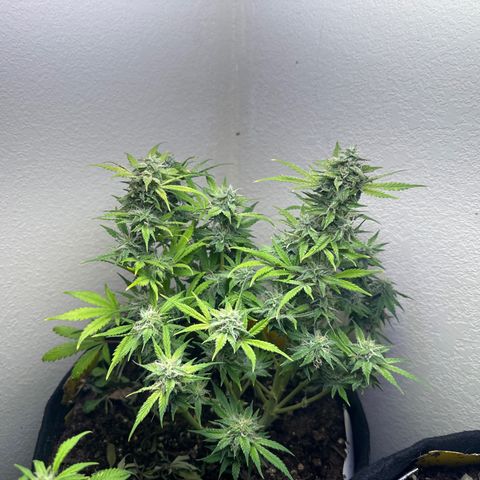 Sweet tooth growlog timeline photo