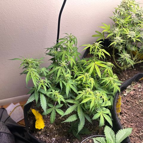 Big Bud growlog timeline photo