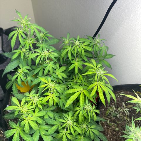 Big Bud growlog timeline photo