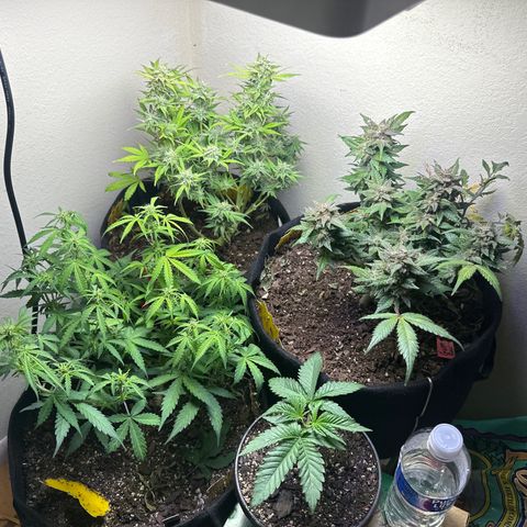 Gummy Bears growlog timeline photo