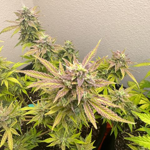 Sweet tooth growlog timeline photo