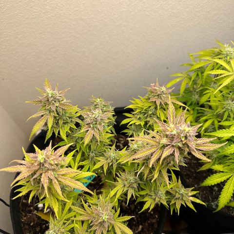 Sweet tooth growlog timeline photo