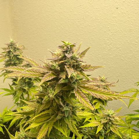 Sweet tooth growlog timeline photo