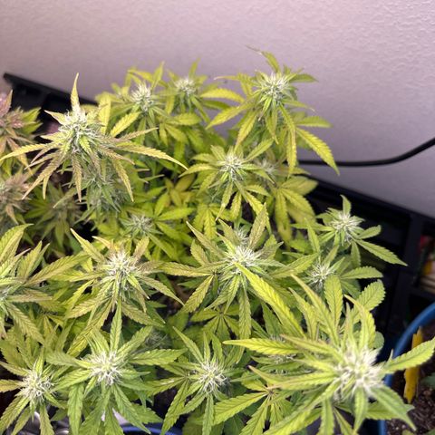 Big Bud growlog timeline photo