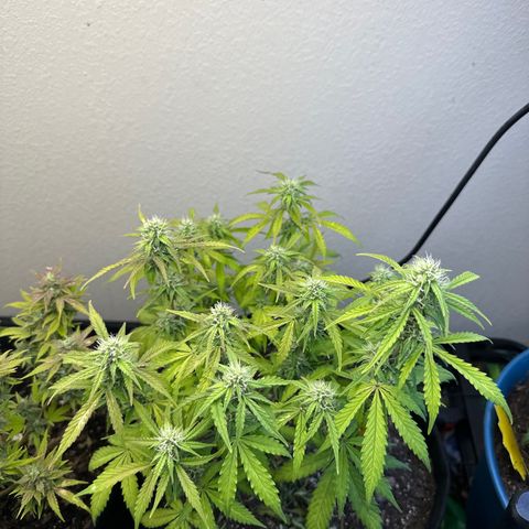 Big Bud growlog timeline photo
