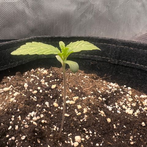 Purple Lemonade growlog timeline photo