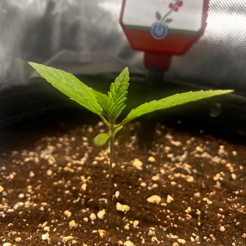 Purple Lemonade growlog timeline photo