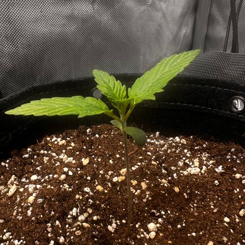 Purple Lemonade growlog timeline photo