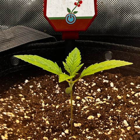 Purple Lemonade growlog timeline photo