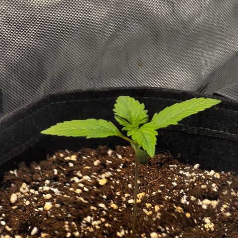 Purple Lemonade growlog timeline photo