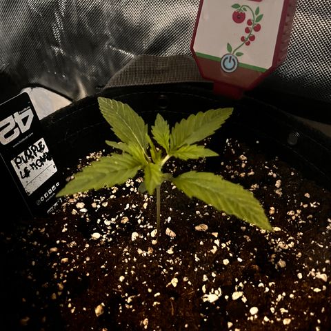 Purple Lemonade growlog photo: Notato leggero stress (foglie tagliate) dovuto da troppa poca luce nei giorni scorsi 