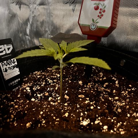 Purple Lemonade growlog photo: Notato leggero stress (foglie tagliate) dovuto da troppa poca luce nei giorni scorsi 