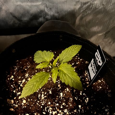 Purple Lemonade growlog photo: Notato leggero stress (foglie tagliate) dovuto da troppa poca luce nei giorni scorsi 