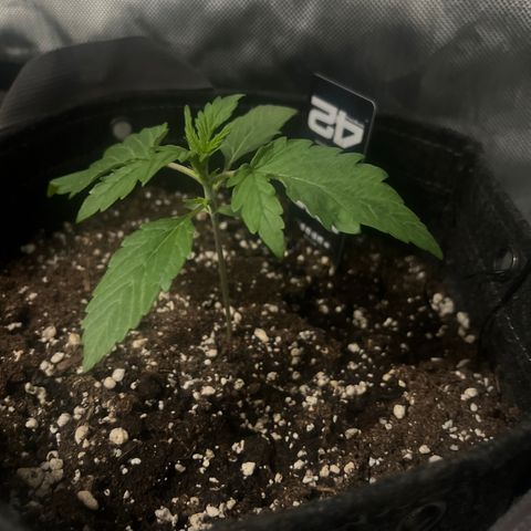 Purple Lemonade growlog timeline photo