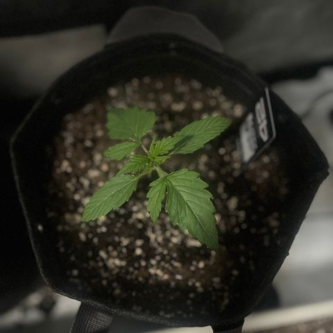Purple Lemonade growlog timeline photo
