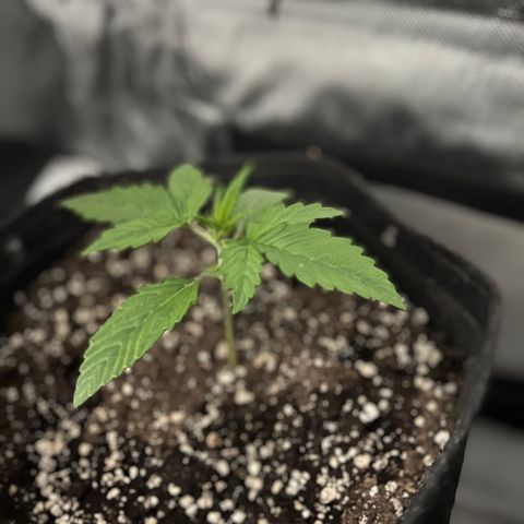 Purple Lemonade growlog timeline photo