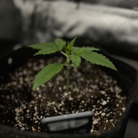 Purple Lemonade growlog timeline photo