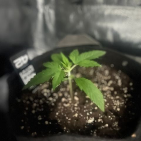 Purple Lemonade growlog timeline photo