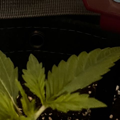 Purple Lemonade growlog photo: Notato leggero stress (foglie tagliate) dovuto da troppa poca luce nei giorni scorsi 