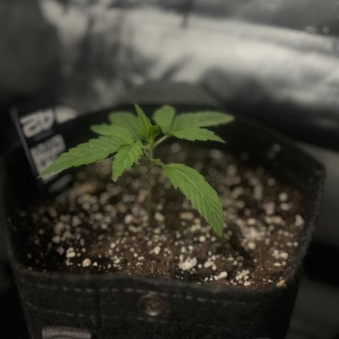 Purple Lemonade growlog timeline photo