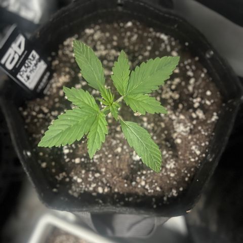 Purple Lemonade growlog timeline photo