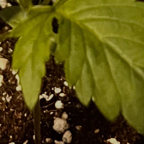 Purple Lemonade growlog photo: Notato leggero stress (foglie tagliate) dovuto da troppa poca luce nei giorni scorsi 