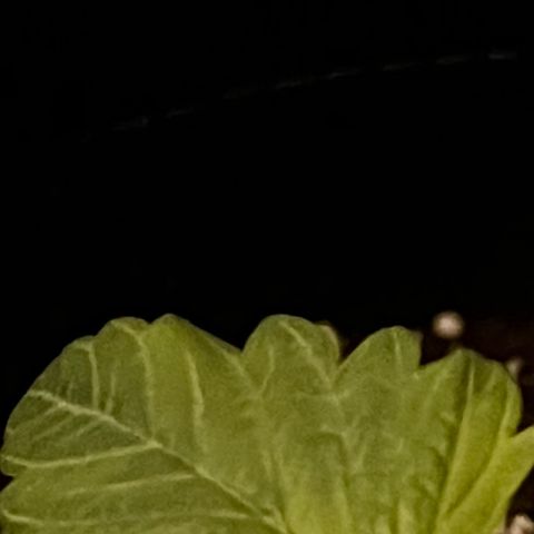 Purple Lemonade growlog photo: Notato leggero stress (foglie tagliate) dovuto da troppa poca luce nei giorni scorsi 