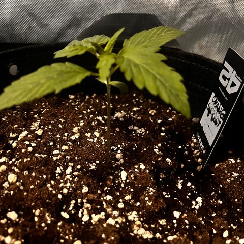 Purple Lemonade growlog photo: Notato leggero stress (foglie tagliate) dovuto da troppa poca luce nei giorni scorsi 