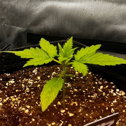 Purple Lemonade growlog timeline photo