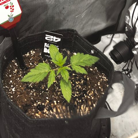 Purple Lemonade growlog timeline photo