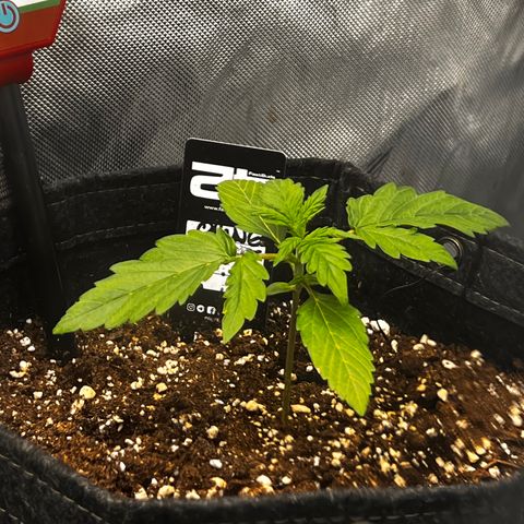Purple Lemonade growlog timeline photo