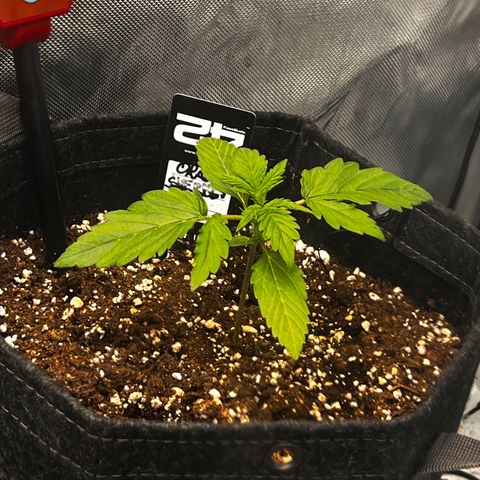 Purple Lemonade growlog timeline photo