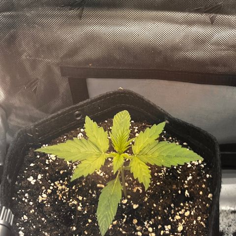 Purple Lemonade growlog timeline photo