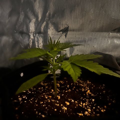 Purple Lemonade growlog timeline photo