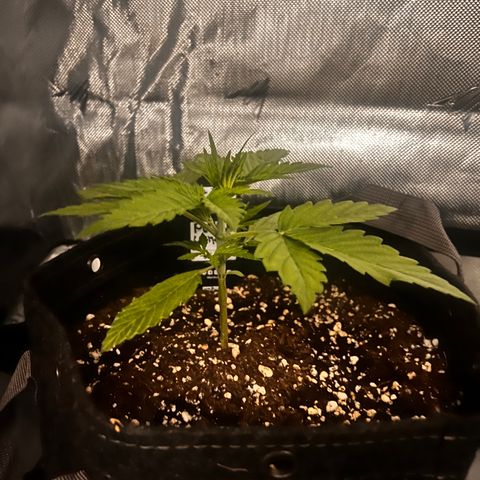 Purple Lemonade growlog timeline photo