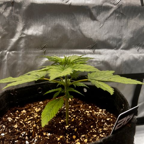 Purple Lemonade growlog timeline photo