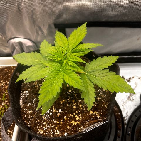 Purple Lemonade growlog timeline photo