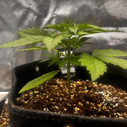 Purple Lemonade growlog timeline photo