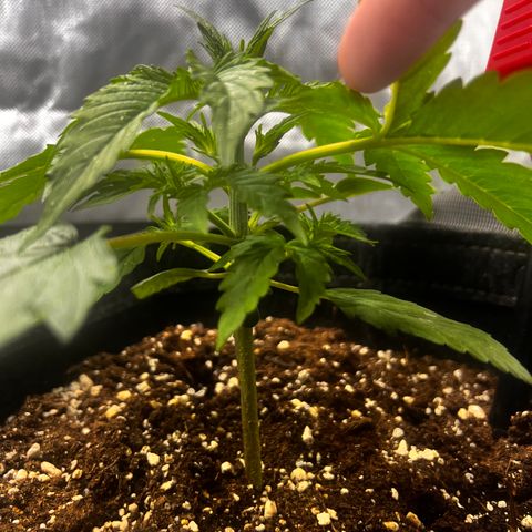 Purple Lemonade growlog timeline photo
