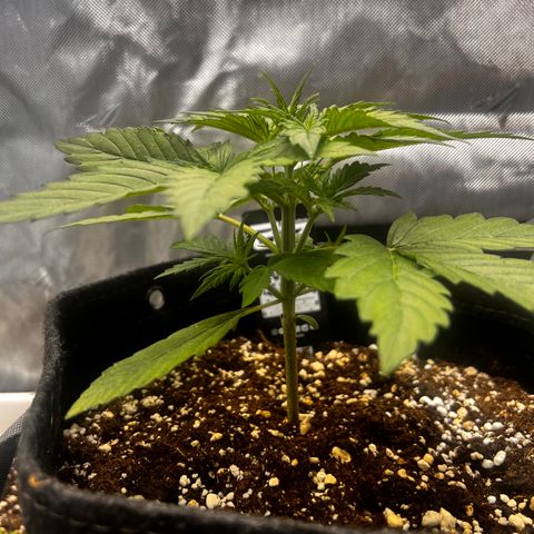 Purple Lemonade growlog timeline photo