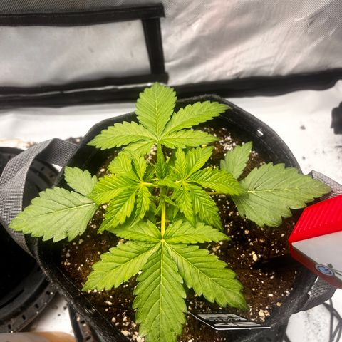 Purple Lemonade growlog timeline photo